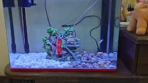 FISH TANK & BIRD CAGES SOR SALE