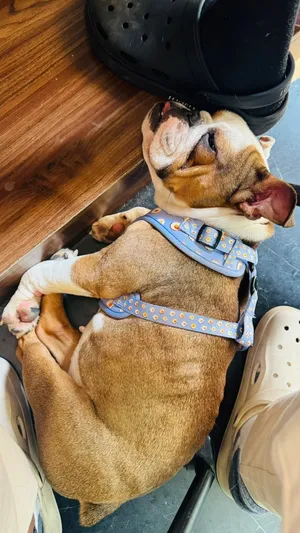 بولدوج إنجليش english bulldog