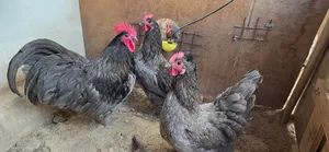 دجاج نادر للبيع