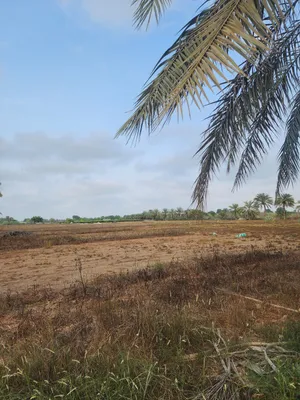 Farm Land for Rent in Al Batinah Suwaiq