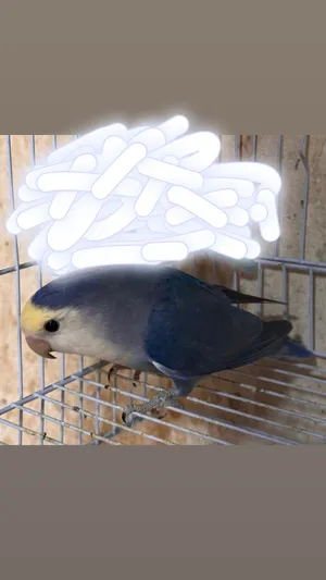 روز للبيع ذكر