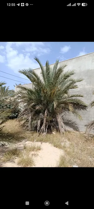 10نخلات برونسي للبيع