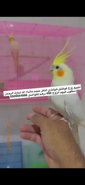 كوكتيل هولندي
