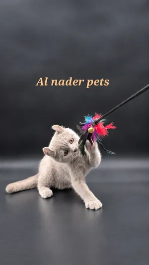 American curl , Fawn , Show Male