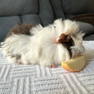 Guinea pigs (3 baby females 2 baby males) Sheba breed