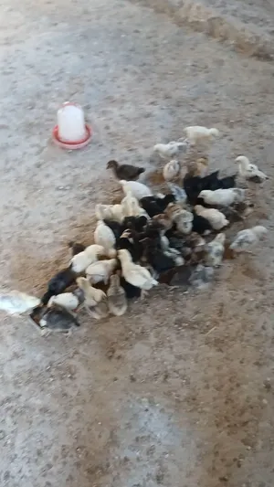 صوص جاج بلدي للبيع مزرعة المملكة للطيور الكرك القصر