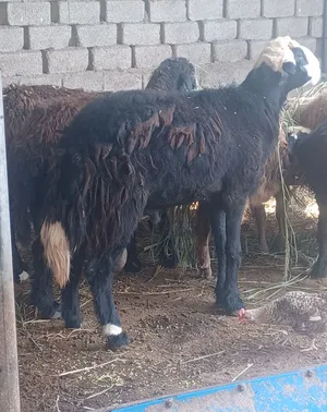 كبش مهجن ولد سنتين ونص حجم ضخم