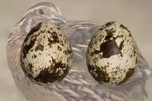 بيض فري سوبر جامبو