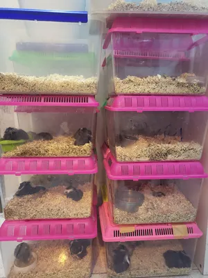 hamster for sale