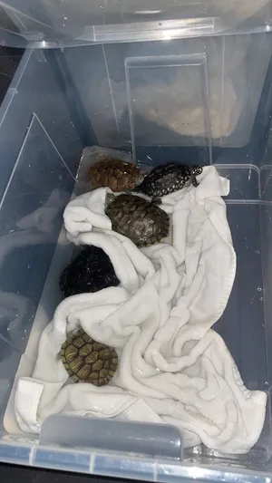 Turtle Black indian spotted