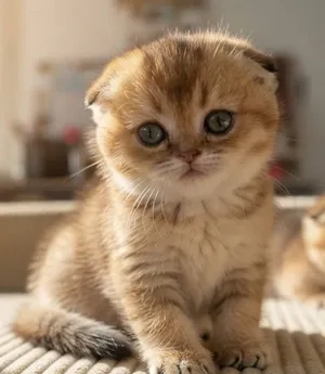 Munchkin British Shorthair dwarf female