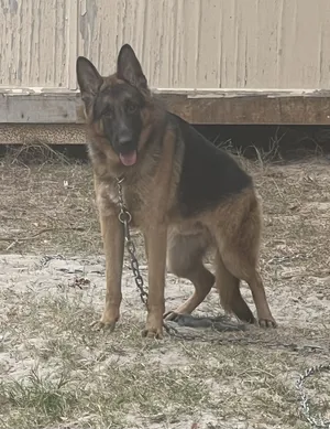 German Shepherd
