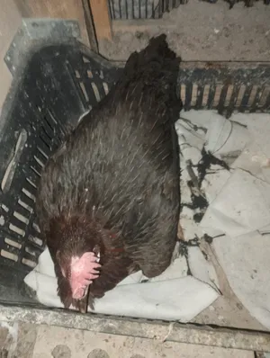 دجاجه كافه