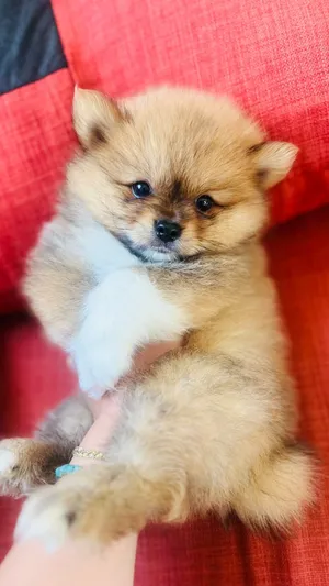 Male Pomeranian new born