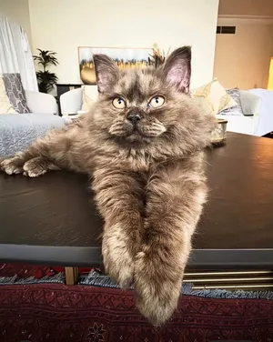 13 month old Persian baby