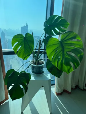 large 2 Monstera in one pot
