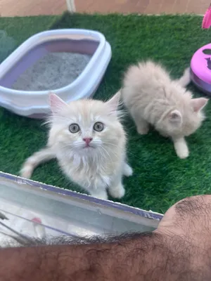 Sabireyan cats 3 months old