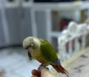 كنيور اليف طينه