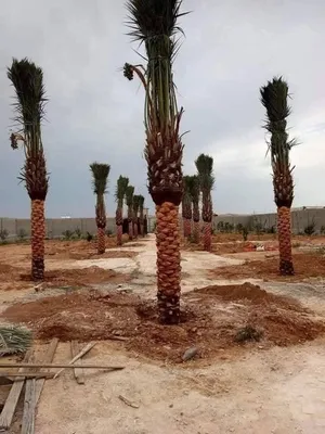 بسم الله ماشاء الله يتوفر لدينا نخيل واشنطونيا زينه ونخيل مثمر من مزارع الكرامه