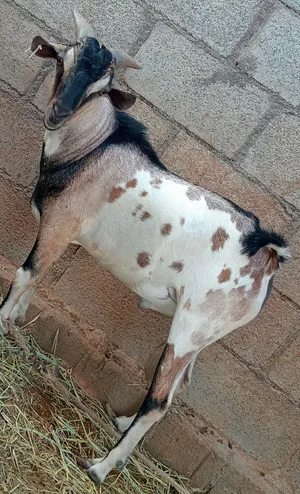 للبيع تيس صومالي