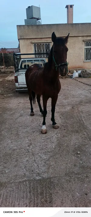 فرس اللببع