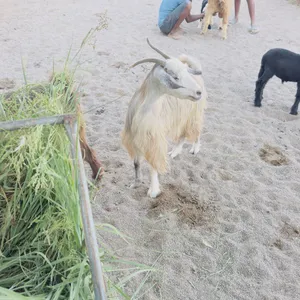 شاه للبيع ....