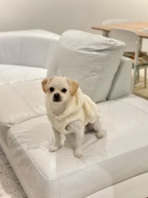 كلبة للتبني ميكس كانينز ومالتيز mix canenes Maltese female for adoption