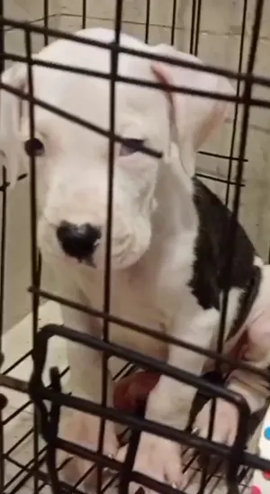 Dogo Argentina pupies for sell
