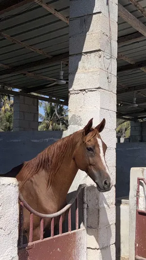 خيل عربي اصيل