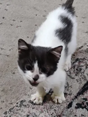 Oreo female cat