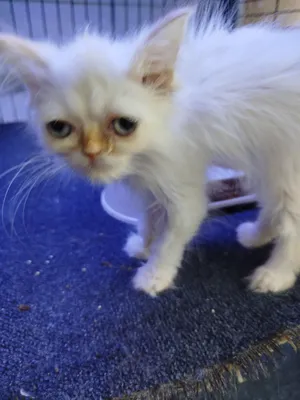 Himalayan kittens for sale