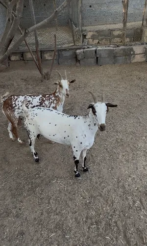 غنم صلاليات صحتهم ممتازه وماعليهن كلام مثل ماواضح بالصور وعشر