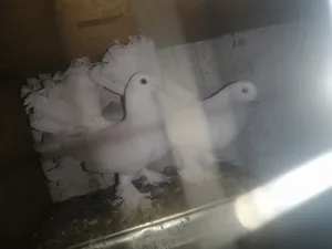 جوز حمام هزاز نخب اول ماشاءالله تبارك الله مكفولات