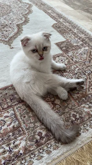 سكوتش فولد بيور