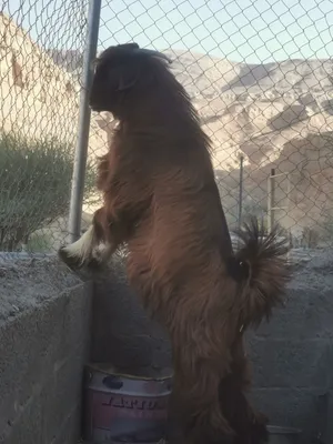 مشروع فحل سعيدي