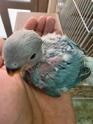 فروخ لوفبيرد بلو اوبلاين للبيع  Blue Opaline Baby Lovebirds for Sale