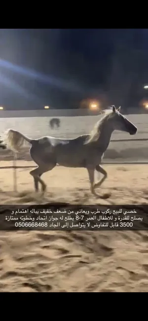 خيل خصي للبيع