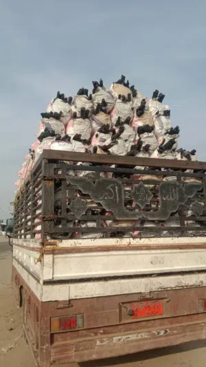 جميع انواع الفحم اليمني ومربعات صنع اليمن درجه اولى ومميز جدا جدا جدا منتج وطني فاخر