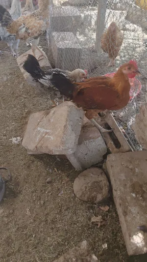ديكه  ودجاج فيومي اقل سعر فالسوق
