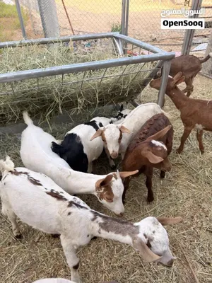 مطلووووووب سخال مال صلاله صغار بسعر مناسب