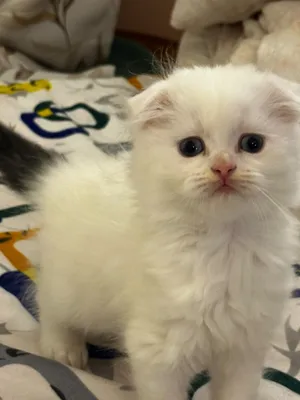 CAT FOR SALE HAFT SCOTTISH FOLD AND HAFT PERSIAN, if you are interested just chat me in WhatsApp