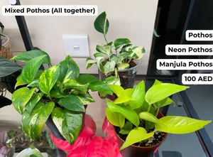 Mixed Pothos (All together) نباتات بوثوس متنوعة