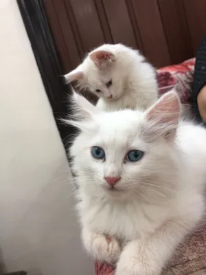 4 قطط تركي انغورا للبيع العمر تقريبا شهرين