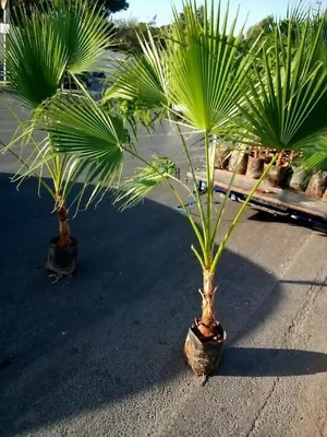 نخل وأشنطونيا زينه بأقل الاسعار بالمملكه