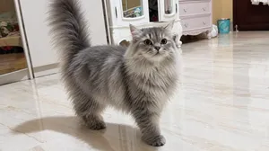 قط ذكر قط ذكر