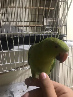 indian ringneck