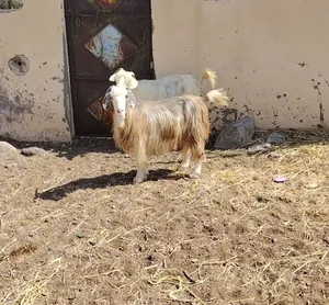 للبيع أغنام من حلال الرحوب