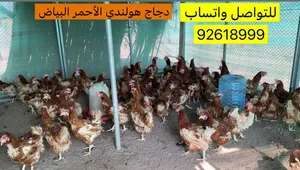 دجاج هولندي الأحمر البيااض