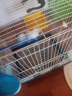 روز كوكتيل و فشر