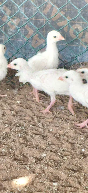 صوص دجاج الخيبر العمر اسبوع مطعم التطعيم الاول والثاني خالي تماما من الأمراض السعر 5 درهم الحبه